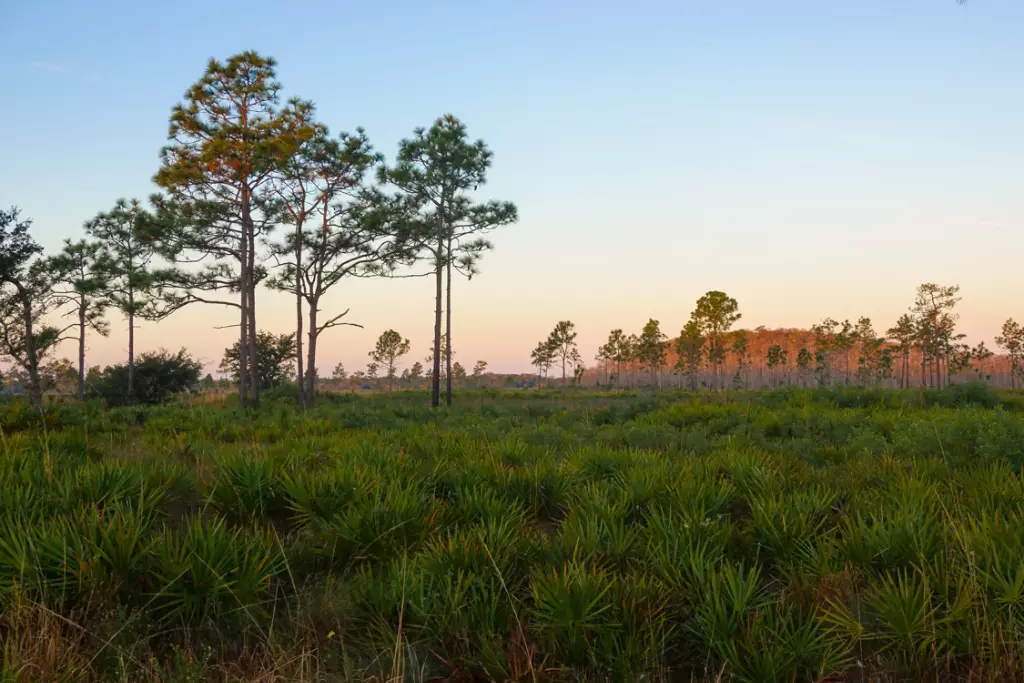 Sunrise at Three Lakes Wildlife Management Area south of Orlando, Florida. This rare ecosystem is home to threatened species such as the Longleaf Pine, Saw Palmetto, and the Red Cockaded Woodpecker.