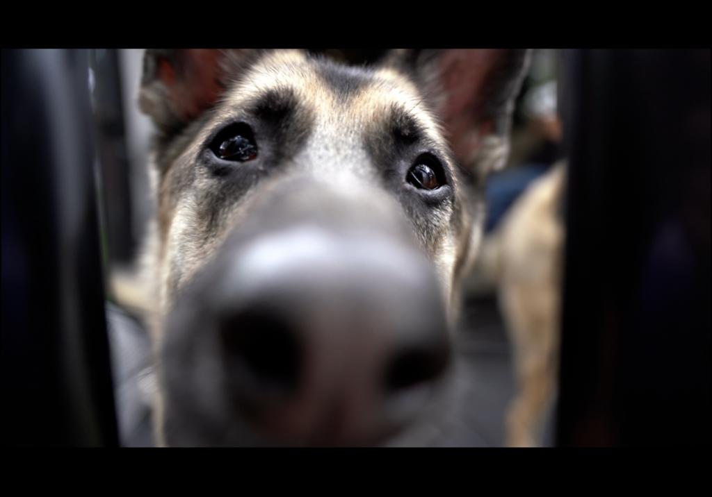 Dog infront of RV