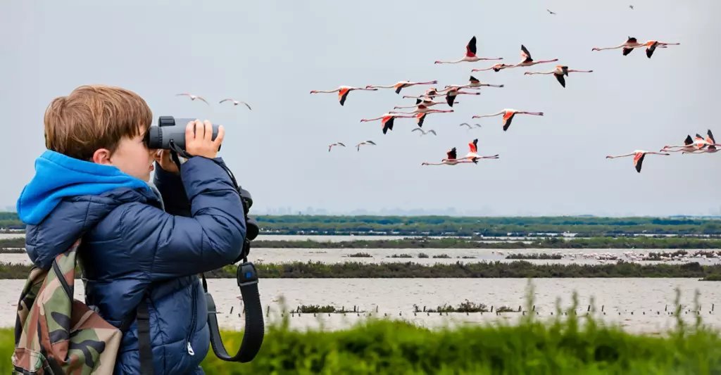 Child watching birds with binoculars