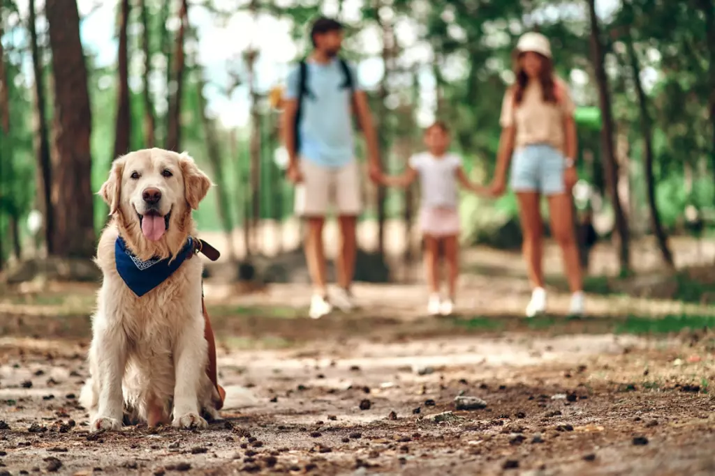 Photo of dog sitting with his tongue out and family in the background. 