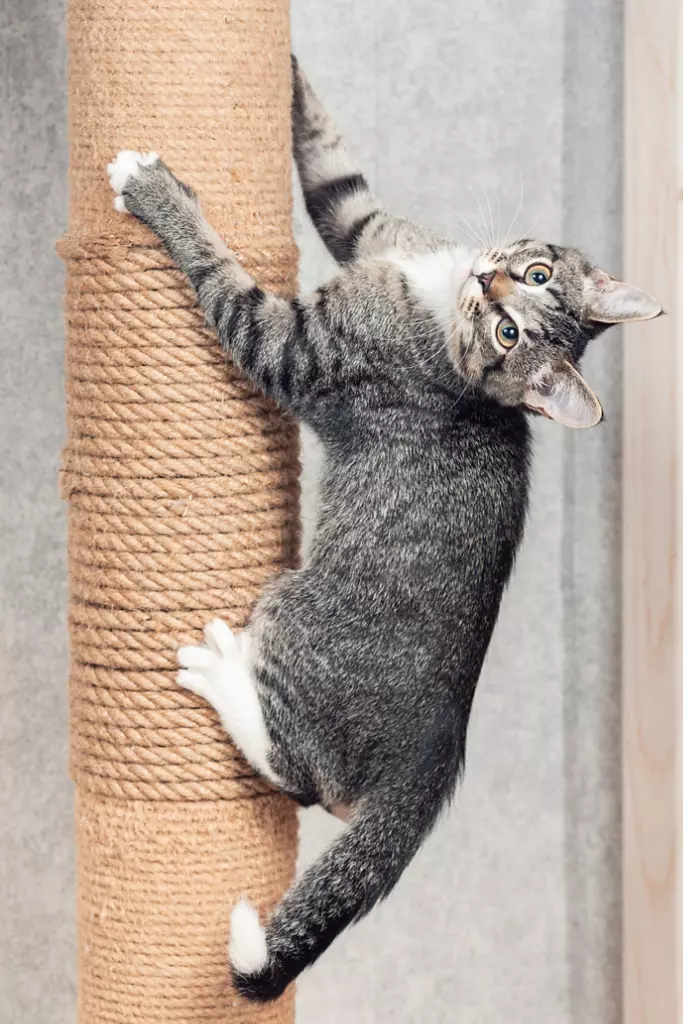 Cat scratching nails on scratch post.