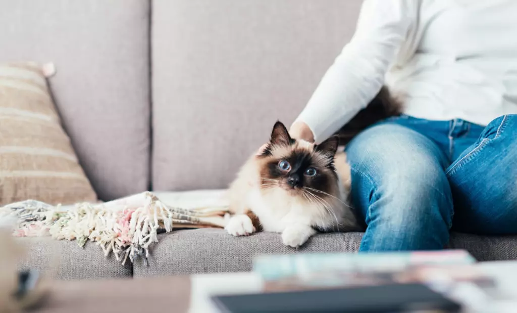 Cat getting petted by owner on sofa.