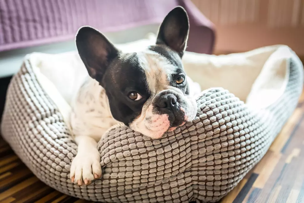 Dog laying in dog bed.