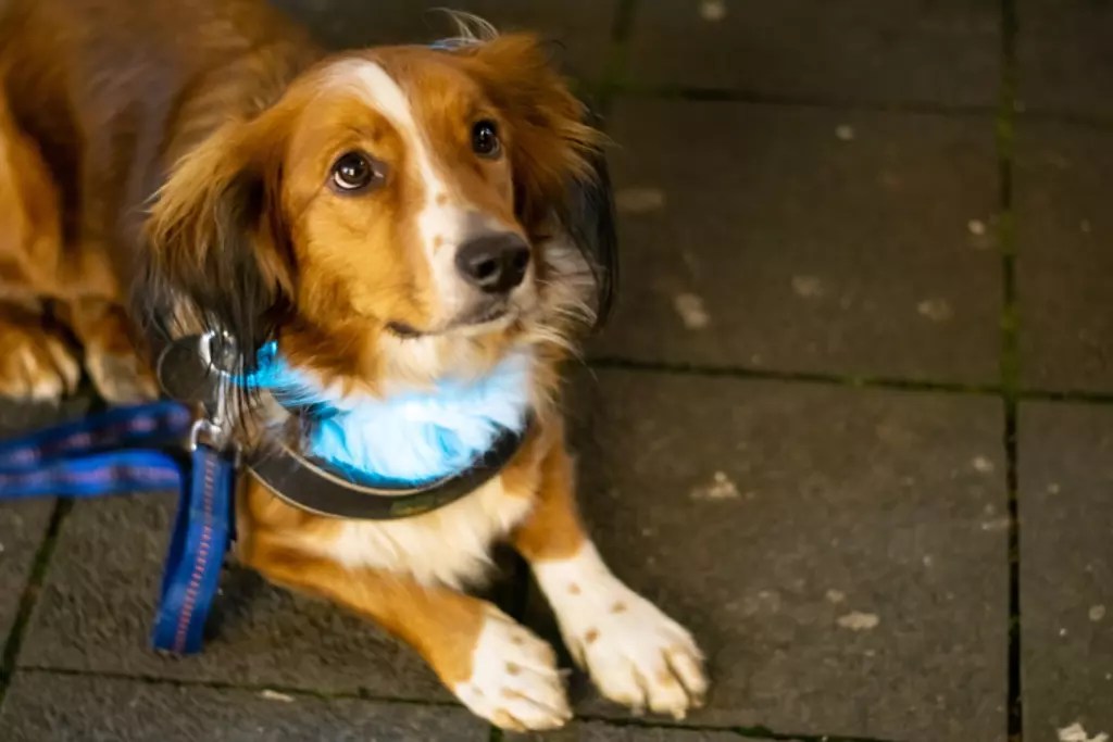 Dog laying down with a light up collar on. 