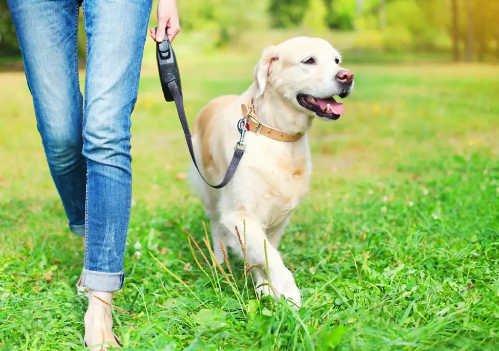 yellow lab on leash