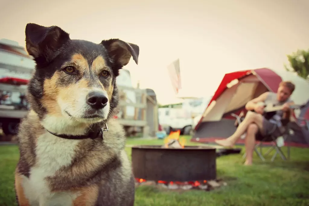 Dog at campground