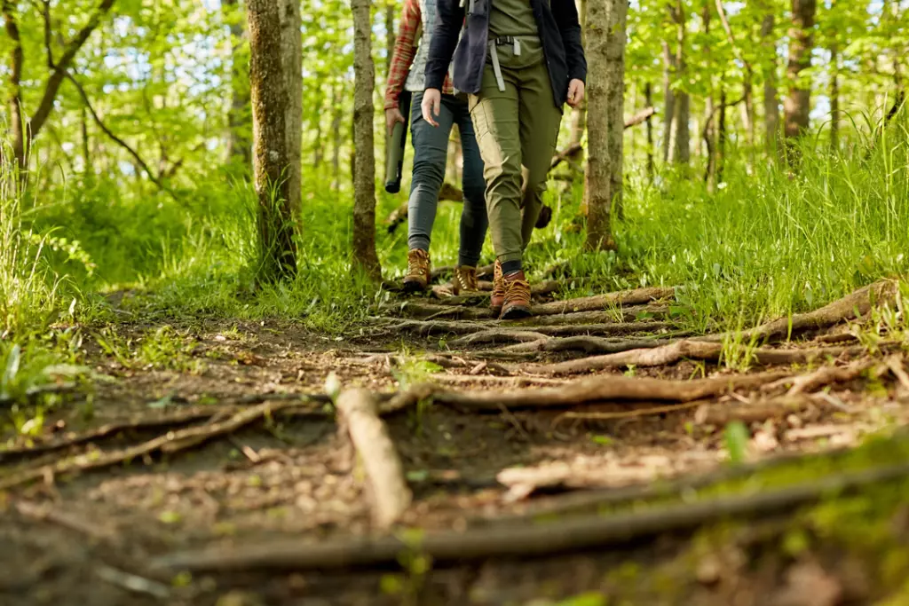 Two women hiking along a forest footpath in a low angle view of their approaching legs over roots and branches