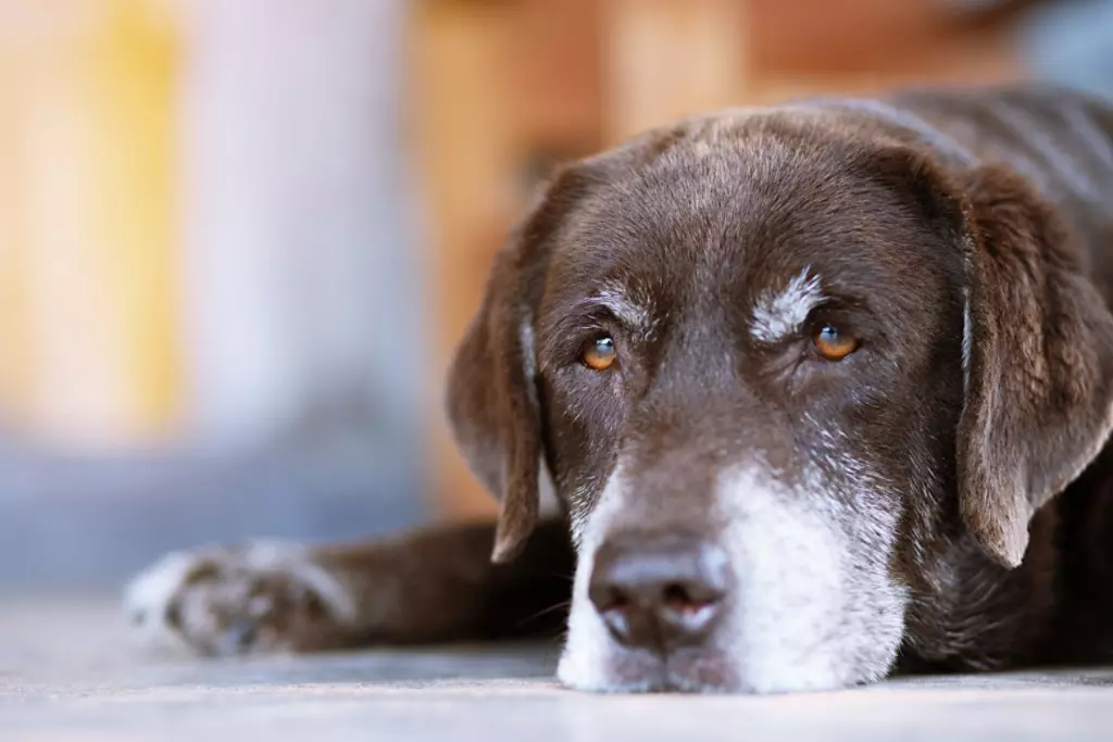 Dog laying down.