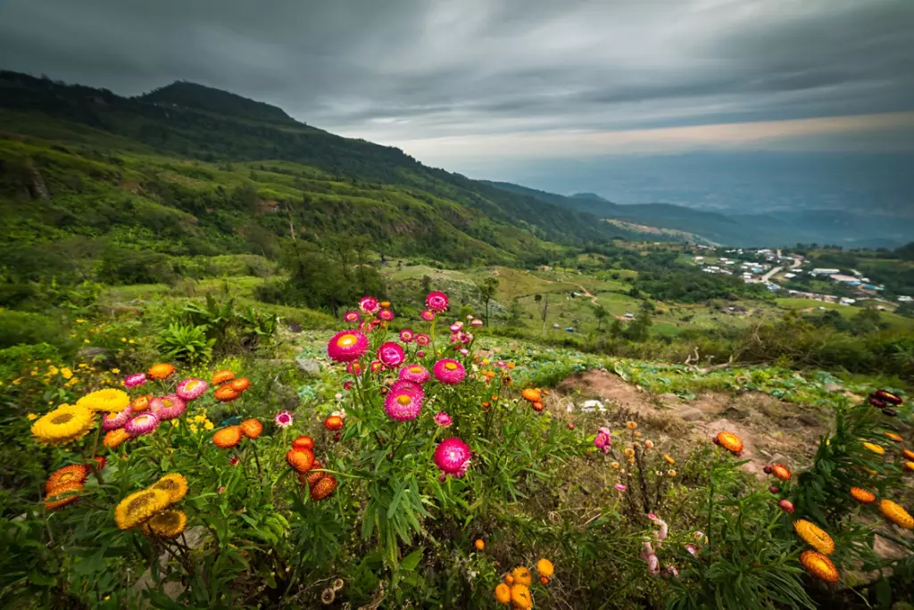 Spring flowers emerging in the Great Smoky Mountains