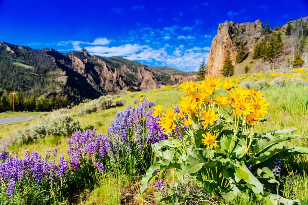 Spring flowers growing in Yellowstone National Park.